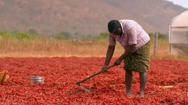 Preview thumbnail for This Indian City Sells 3,500 Tons of Chilies Every Single Day