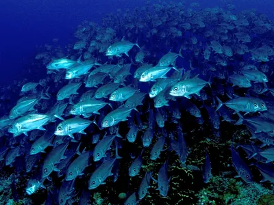 A new study of giant danios (not pictured) suggests schools of fish save 79 percent more energy in turbulent conditions than fish swimming individually.