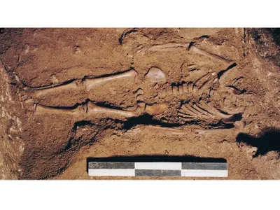 The infant&#39;s skeleton was excavated in 1998 in a cave in Puglia.