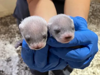 Cloned black-footed ferret Antonia&#39;s kits at three weeks old, on July 9, 2024.