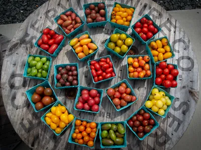 More than 30 different varieties of cherry tomatoes are grown at this farm in Hillsborough.