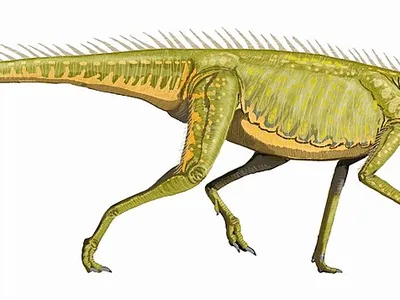 Silesaurids&mdash;including&nbsp;Silesaurus opolensis&nbsp;(pictured above) and the newly described fossil from Brazil (not pictured)&mdash;are usually considered non-dinosaurs. Some researchers are suggesting they might be more closely related to certain dinosaurs than previously thought.