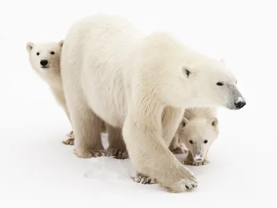 A polar bear mother and her clingy, but cute, cubs are photographed along the Hudson Bay.

