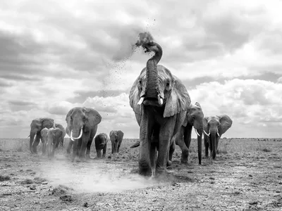 Each day, elephants roam the dry riverbed in Amboseli National Park in search of water and food.&nbsp;