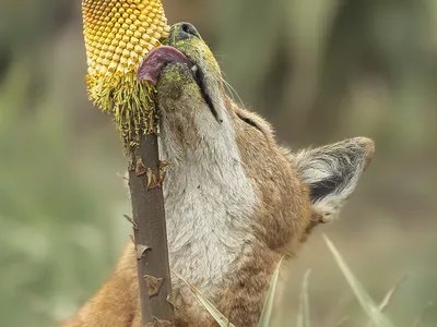 An Ethiopian wolf (Canis simensis) licks nectar from the Ethiopian red hot poker flower (Kniphofia foliosa).