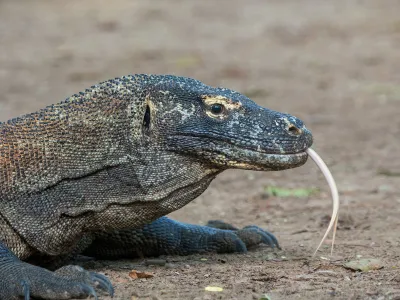 A Komodo dragon flicks its tongue out on Komodo Island, part of Komodo National Park in Indonesia.