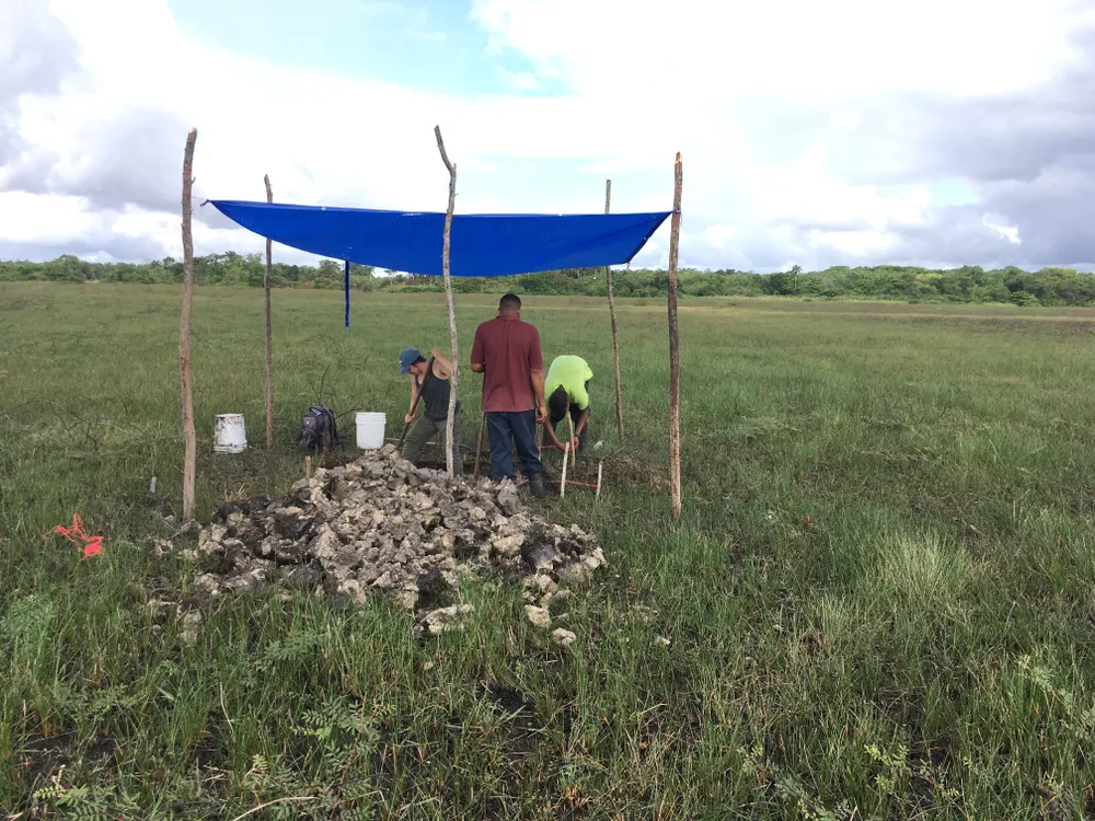 Researchers working under a blue shade tarp on a grassy area