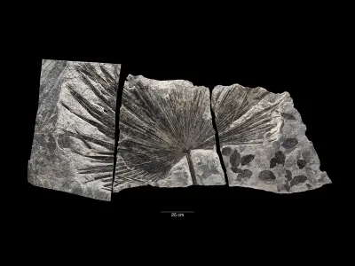 This fossil palm leaf (Sabalites sp.) found in Alaska can be seen in the Smithsonian&rsquo;s National Museum of Natural History. Sixty million years ago, dense, wet forests covered North America, and many plants, including palms, grew in places such as Alaska where temperatures are too frigid for them today. A new study published in Science gives scientists a picture of when the Earth was warm and when it was cool over the past 485 million years.