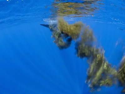 A sperm whale swims away, leaving a cloud of feces.