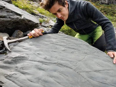 This rock contains the first of the newly discovered fossils: It is a portion of a fossil lake shore that preserves very fine details of ripples produced by waves, on which a small reptile left behind footprints of its legs and tail.