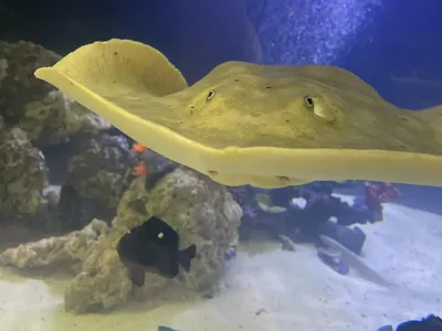 Charlotte is a round stingray, a species named for its circular, disk-shaped body.