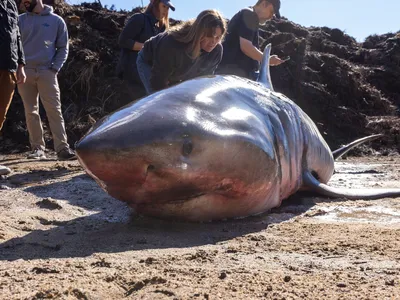 A great white shark known to researchers as &quot;Koala&quot; washed ashore on Cape Cod in Massachusetts earlier this week. Scientists are still trying to figure out why.