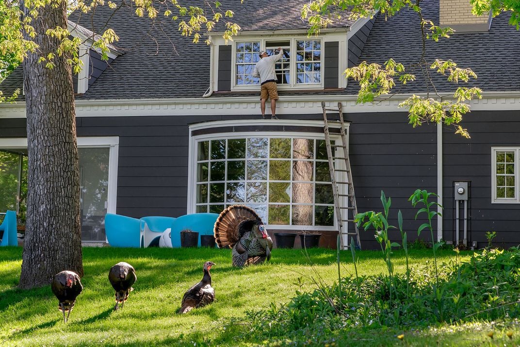 Wild Turkeys Near House