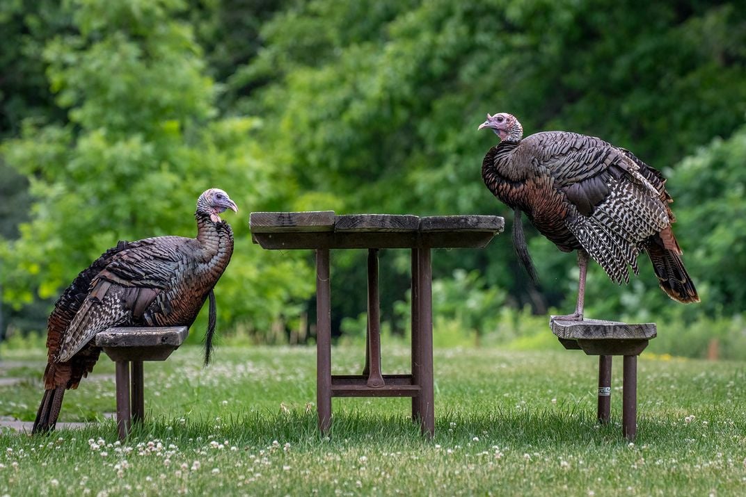 Wild Turkeys at Picnic Table