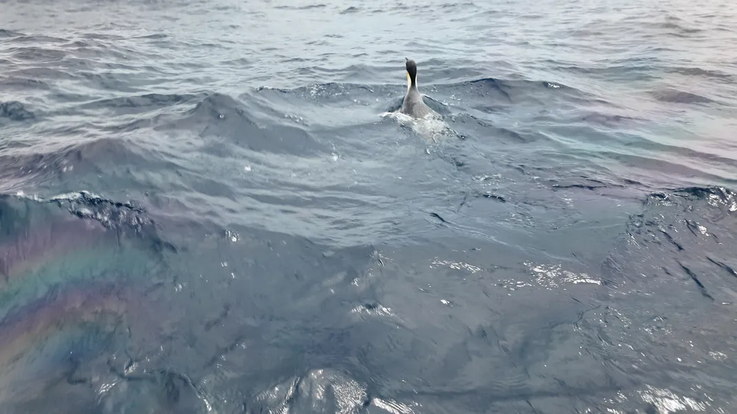 Penguin head sticking up out of the water