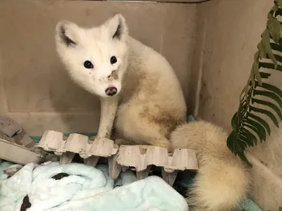 Oregon residents spotted a rare Arctic fox, which does not live in the region. Now, the animal is receiving care at a wildlife rehabilitation hospital.