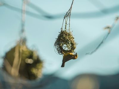 Bird Nest Stock Image.jpg