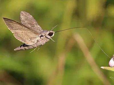 Convolvulus hawk-moth - Free to use - Charles J. Sharp.jpg