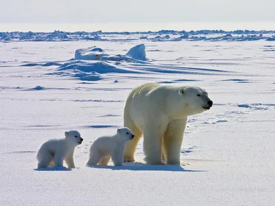 Polar bears are spending more time on land as sea ice shrinks.