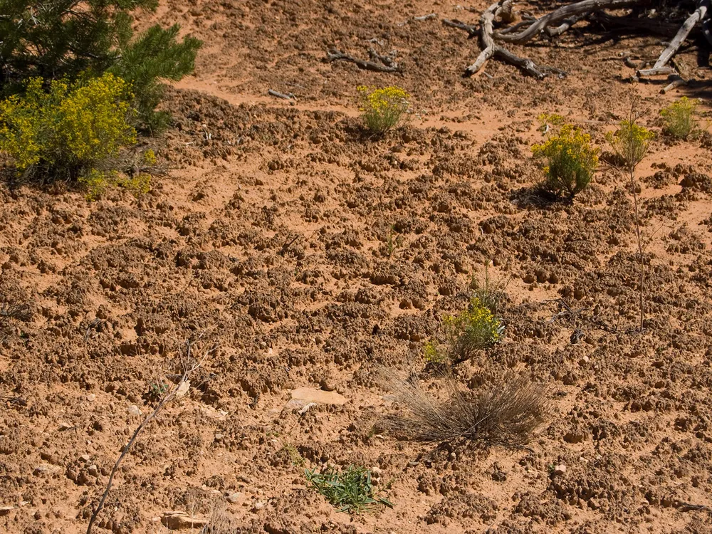 Cryptobiotic Soil