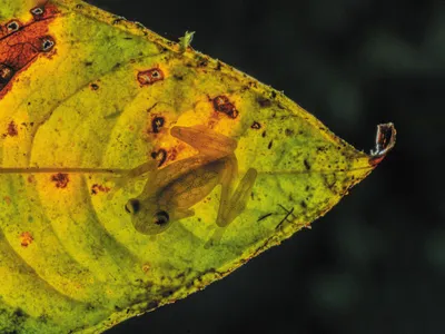 In Ecuador, a glass frog from a new species identified in 2022, Hyalinobatrachium nouns, hangs from the underside of a leaf, seen from below.