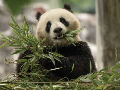 a giant panda eating bamboo