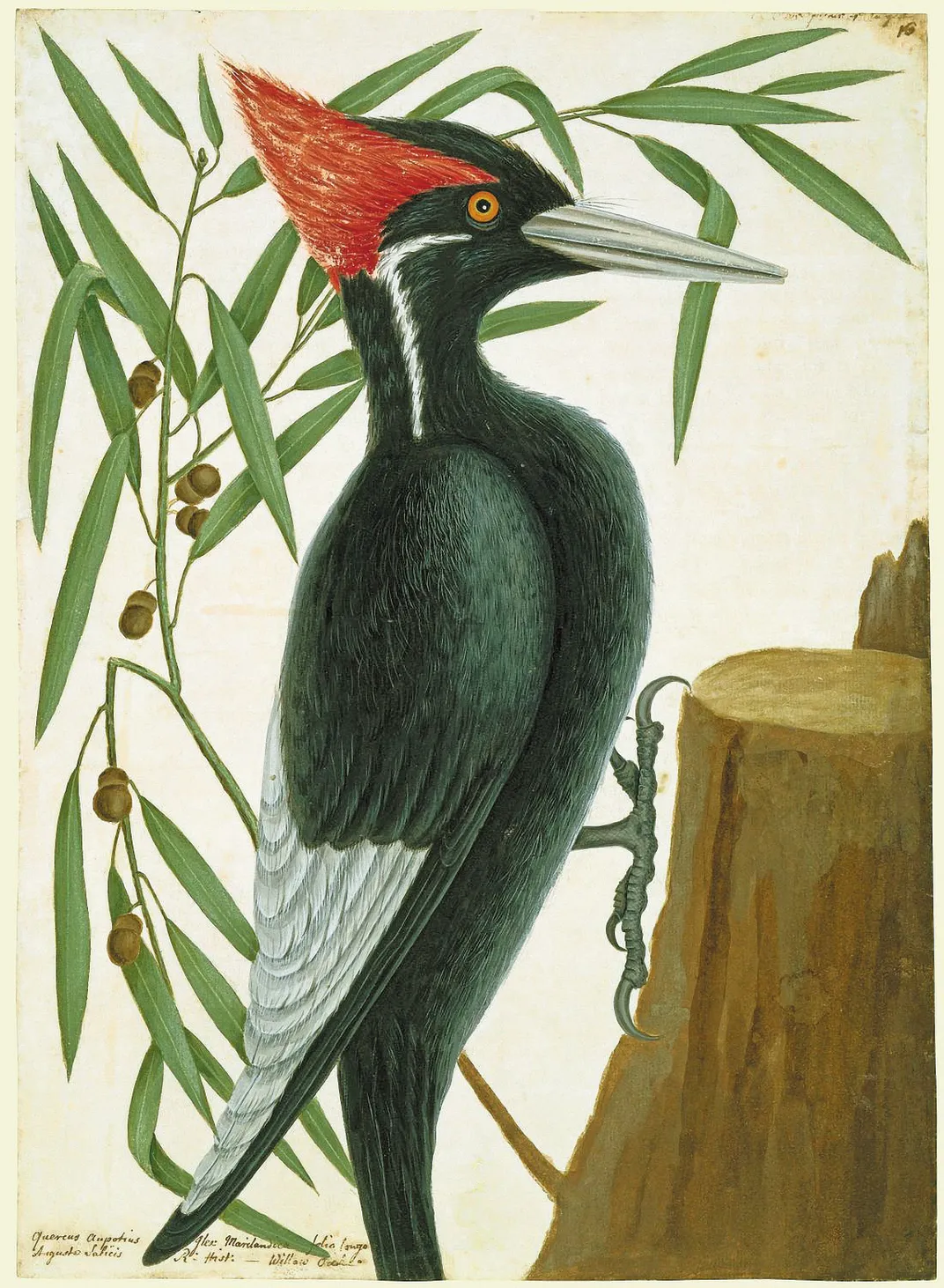 an illustration of ivory-billed woodpecker