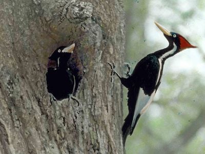 Two ivory-billed woodpeckers in one of the historic photographs that Arthur Allen captured in the field in 1935.