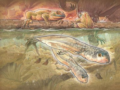 An artist depicts the tadpole and frog individuals of the Notobatrachus degiustoi species.&nbsp;The oldest known tadpole fossil, which belongs to this species, was found in the Patagonia region of Argentina.