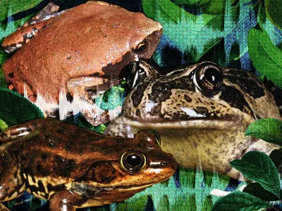 Different species of frogs call out in various ways, and they may sound like musical instruments, construction tools or other animals.