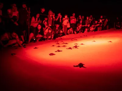 Tourists watch leatherback sea turtle hatchlings crawl toward the sea under the glow of less intrusive red lights. Artificial white lighting can attract the hatchlings away from the ocean, where predators may be lurking.