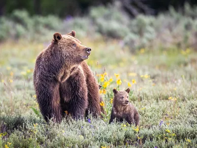 Grizzly 399, along with one of her cubs, in Grand Teton National Park in 2021.

