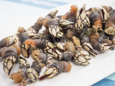 Percebes&nbsp;are generally under two inches long, with a fleshy body and pieces of shell that lead to a point on one end. Let&#39;s be honest, they look like dinosaur toes.