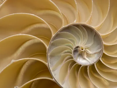 A cross section of a chambered nautilus shell shows the newly defined shape, the &quot;soft cell,&quot; repeating outward in a spiral.