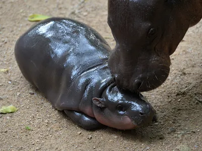 Moo Deng, born this summer, with her mother Jona at Khao Kheow Open Zoo in Thailand.