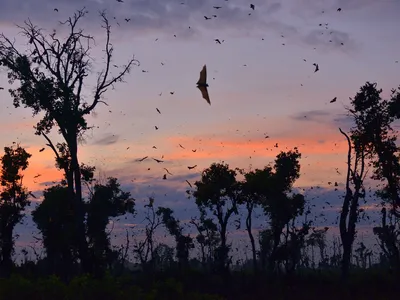 Straw-colored fruit bats typically start drifting into the park around October and leave in January.