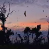 The World's Largest Mammal Migration Is Taking Place in Zambia Right Now icon