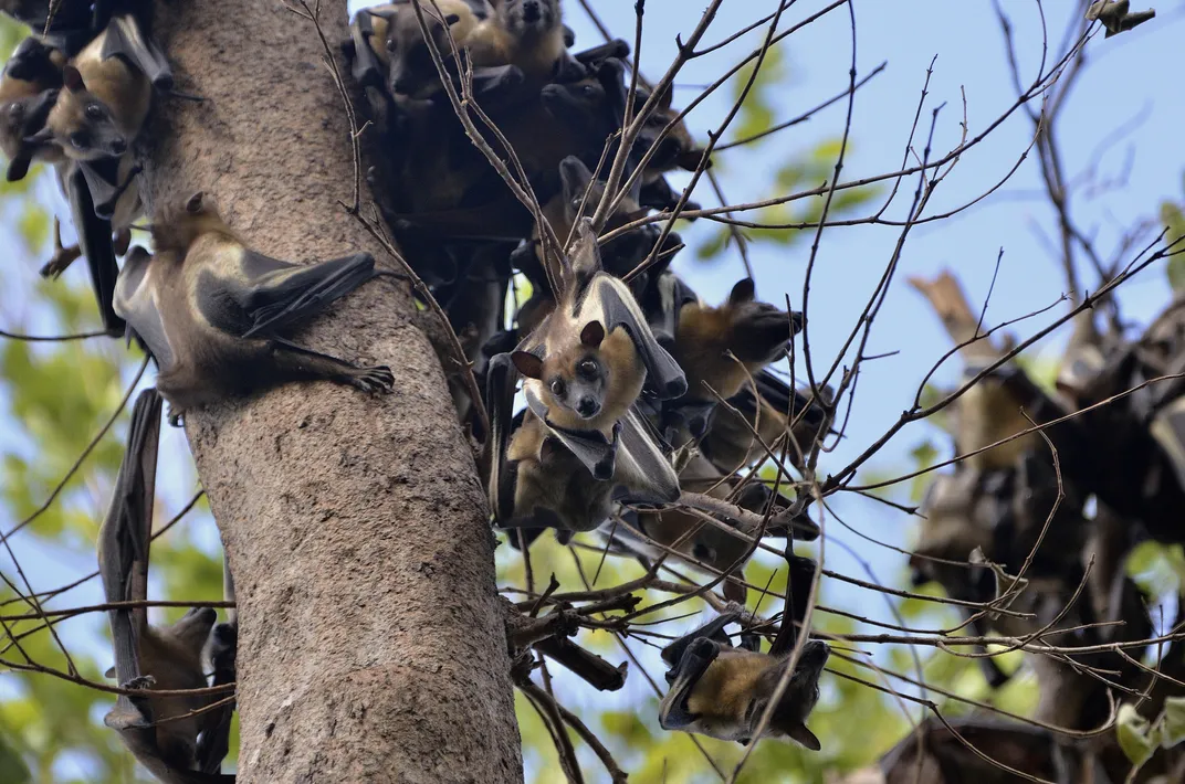 Close-up of straw-colored fruit bats in a tree