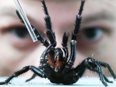 Australian Reptile Park spider expert Rob Porter milks a male Sydney funnel-web spider to create antivenom in 2001.