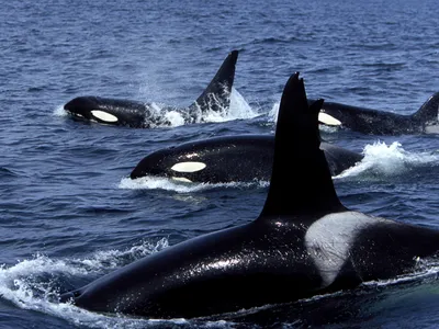 A subpopulation of orcas in the Strait of Gibraltar (not pictured) have interacted with roughly 700 boats since 2020, causing five of the vessels to sink.