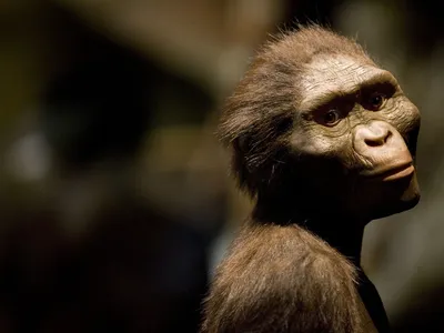 A sculptor&#39;s rendering of &quot;Lucy,&quot;&nbsp;Australopithecus afarensis, at the Houston Museum of Natural Science on August 28, 2007, in Houston, Texas.