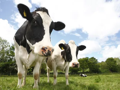 A new butter alternative uses synthetic fat to create taste of dairy butter without the need for cows.