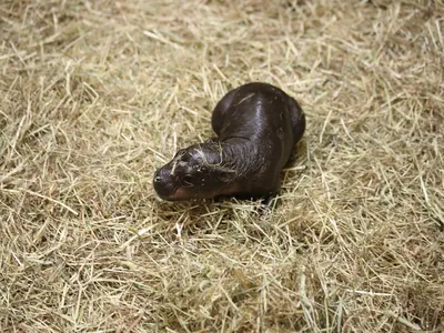 Haggis joins Moo Deng as a popular ambassador for the&nbsp;pygmy hippopotamus species, which is endangered.