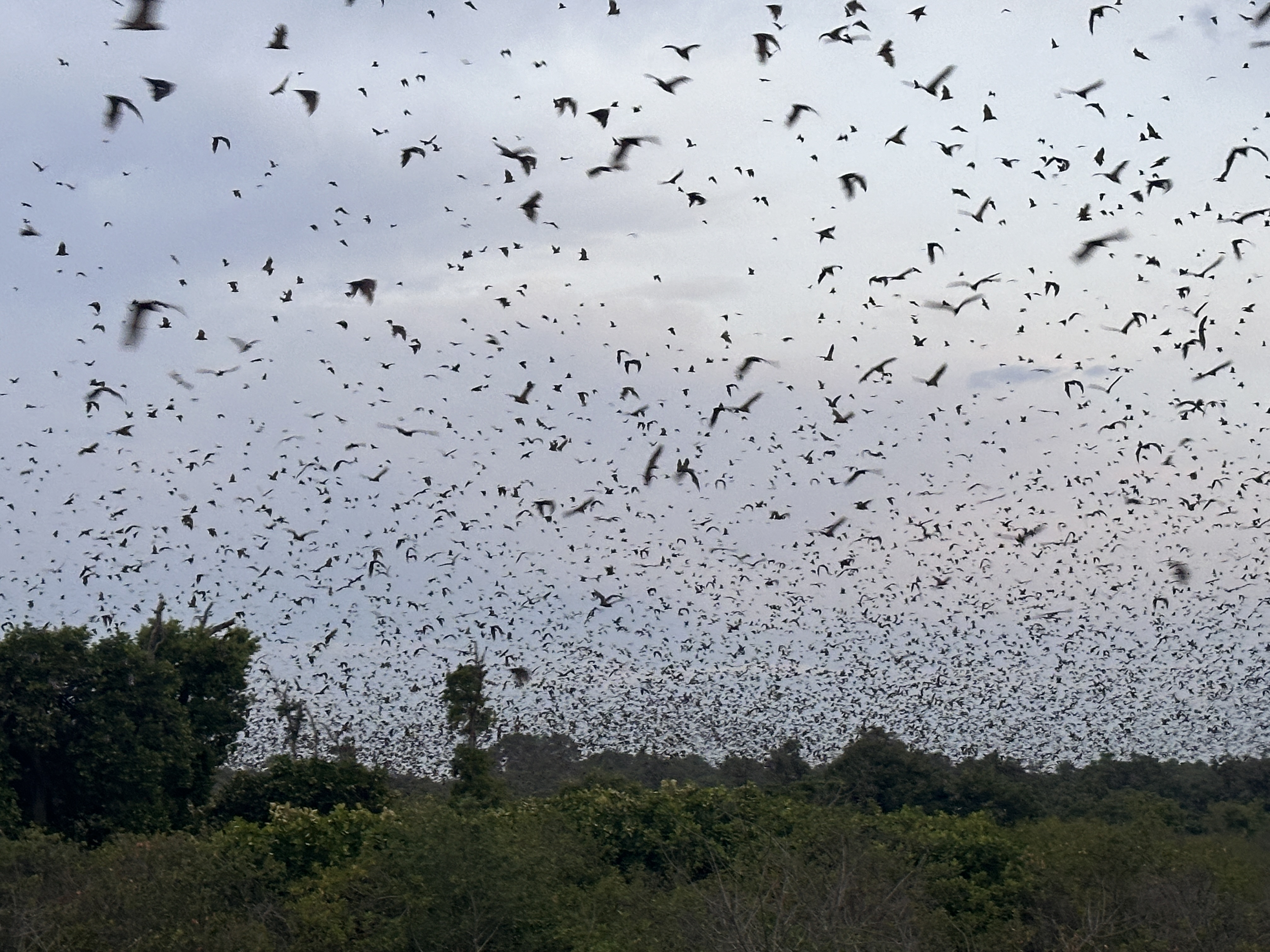 straw-colored fruit bats rising from forest in Kasanka National Park