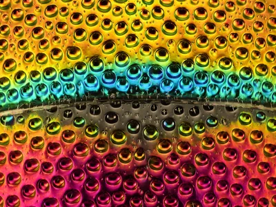 The iridescent abdomen of a cuckoo wasp (Hedychrum gerstaeckeri) looks beautiful when viewed under a microscope.