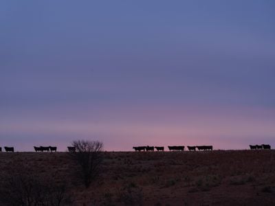 Sunrise near the Willa Cather Memorial Prairie. Cather &ldquo;made the outside world know Nebraska as no one else has done,&rdquo; Sinclair Lewis once said.