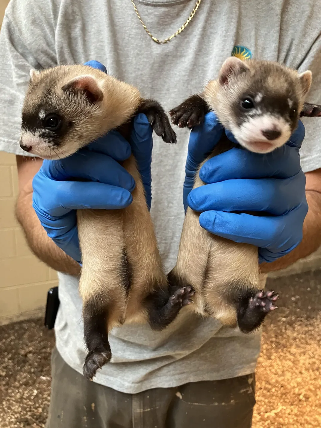 Two healthy black-footed ferret kits at 6-weeks old