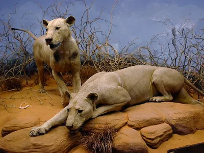 The lions have been housed as taxidermy specimens at the Field Museum in Chicago since 1925.