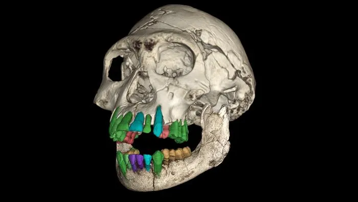 3D reconstruction of the fossil skull