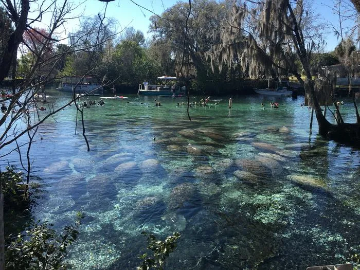 a bunch of manatees in a river, with people swimming in the background